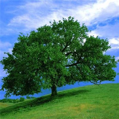 蛋蛋28开奖结果官方