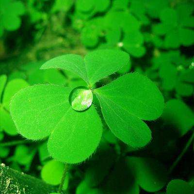 火狐官方网站下载手机版